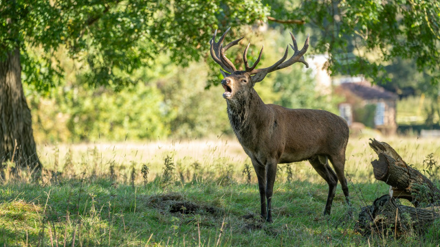 Studley Royal Deer Park